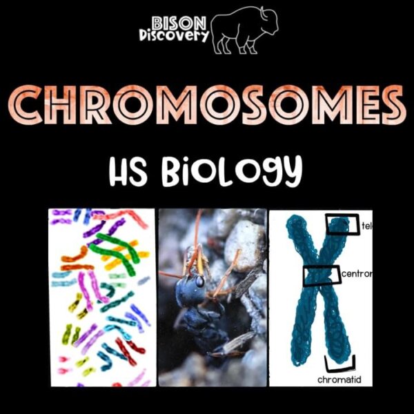 Chromosomes - Bison Discovery - Low Prep Biology Lesson