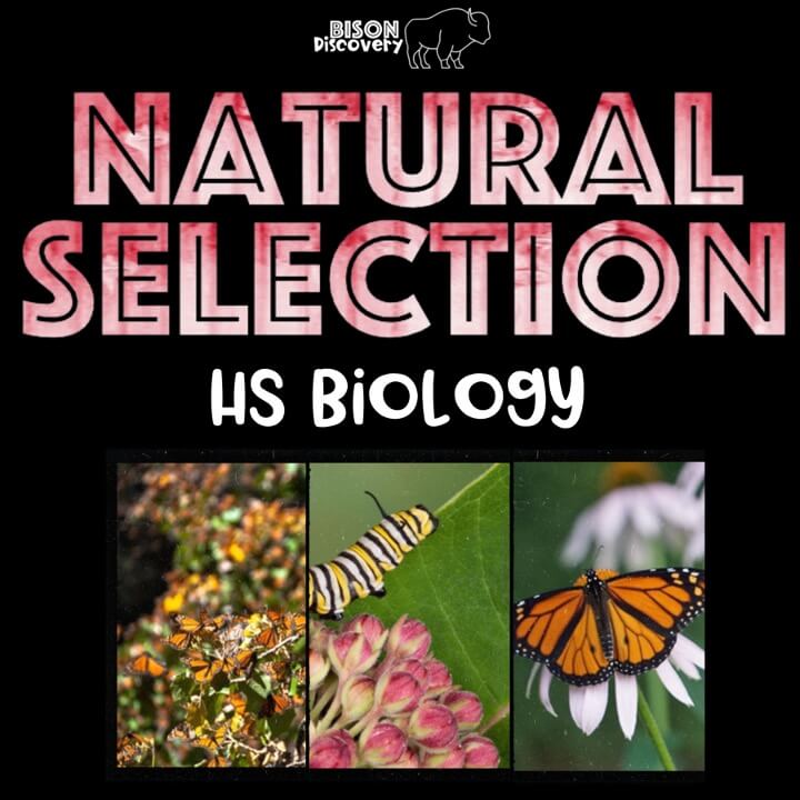 Natural Selection - Bison Discovery - Low Prep Biology Lesson