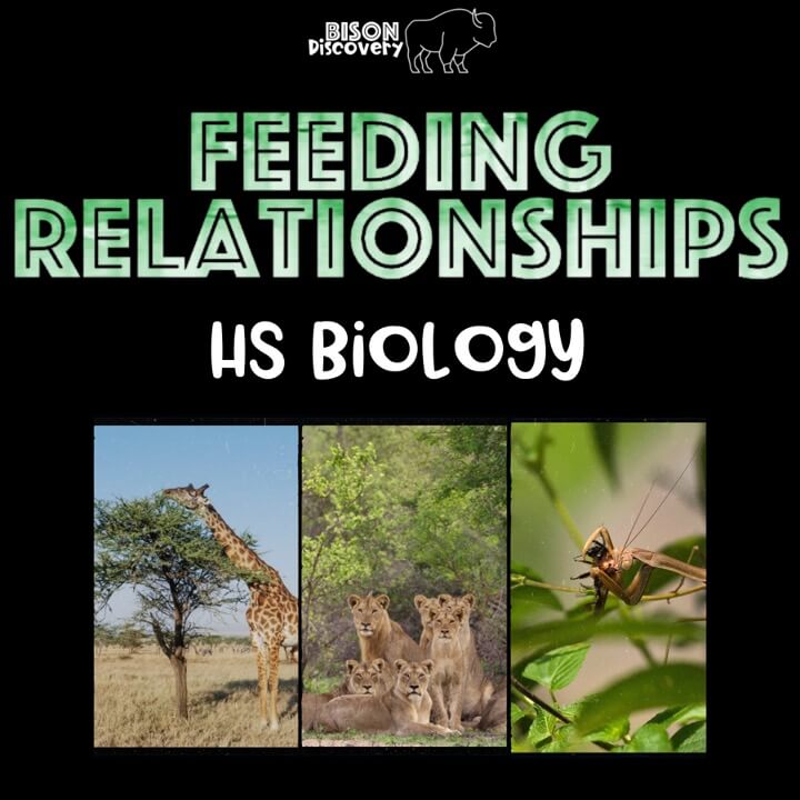 Feeding Relationships - Low Prep Biology Lesson