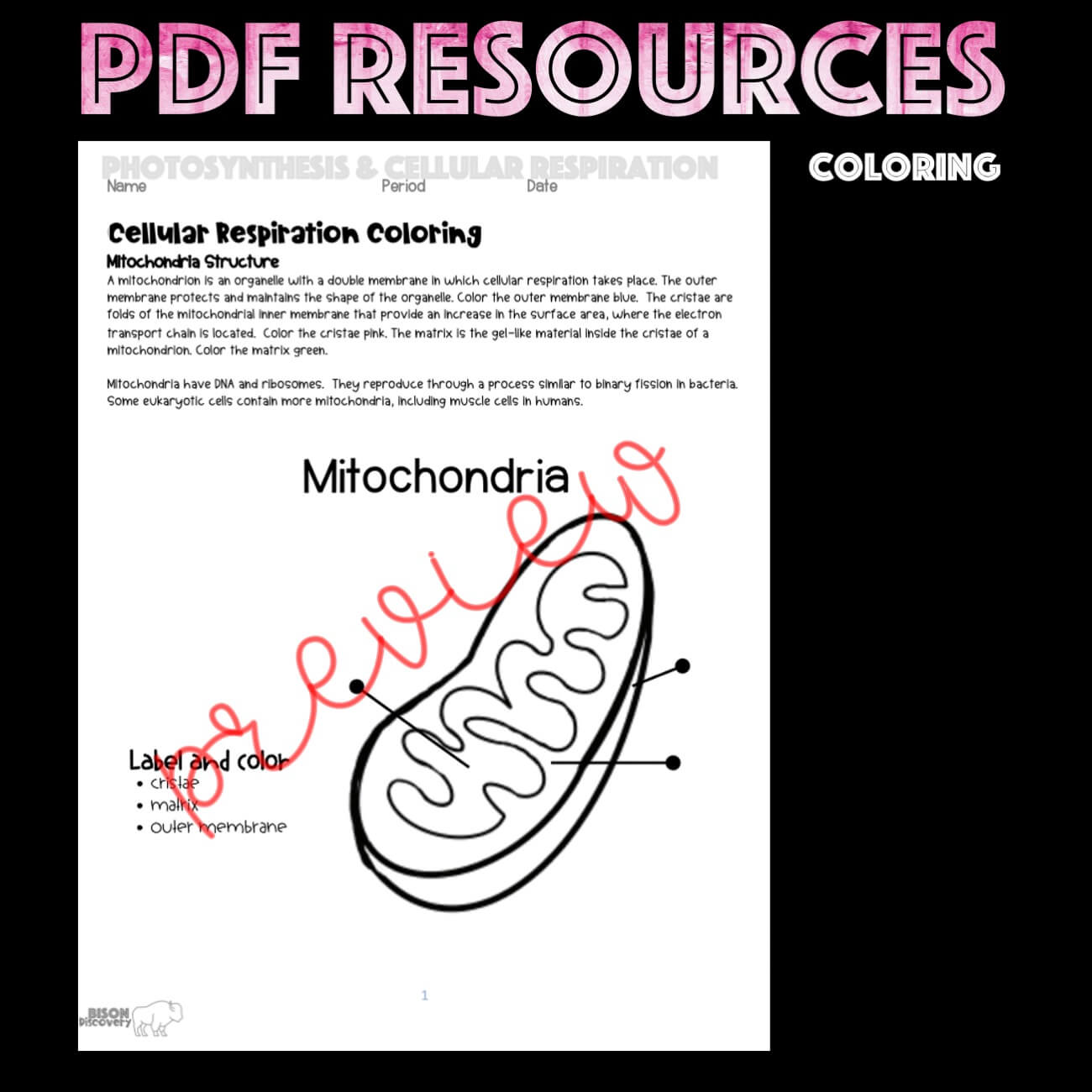 cellular respiration coloring worksheet